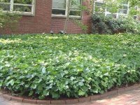 Lierre Bellecour - Hedera 'Algerian 'Bellecour' GD8