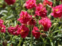 Hélianthème double rouge - Helianthemum 'Cerise Queen' GD8