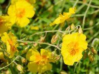 Hélianthème - Helianthemum 'Golden Queen' GD8