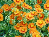 Hélianthème - Helianthemum 'Bronzeteppich' GD8