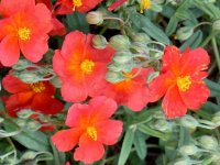 Hélianthème - Helianthemum 'Fire Dragon' GD8