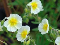 Hélianthème - Helianthemum 'The Bride' / 'La Fiancée' GD8