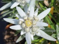 Edelweiss des Alpes - Leontopodium alpinum GD8
