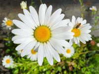 Marguerite d'été - Leucanthemum vulgare 'May Queen' GD8
