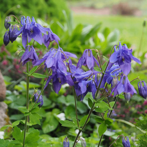 Ancolie des Alpes - Aquilegia alpina GD8