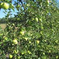 LES POMMIERS DE CHAMPEIX